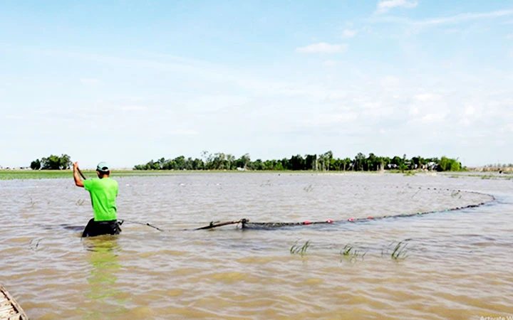 Người dân huyện Hồng Ngự (Đồng Tháp) giăng lưới bắt cá mùa nước nổi. Ảnh: VĂN BỬU