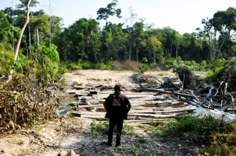 Một người bản địa thuộc bộ tộc Kayapo quan sát cảnh tàn phá do lâm tặc để lại ở vùng đất Menkragnoti (Brazil). (Nguồn: aljazeera.com) 