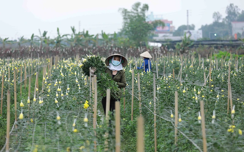 Nông dân chăm sóc, thu hoạch hoa tại vùng quy hoạch sản xuất hoa tập trung xã Mê Linh, huyện Mê Linh (Hà Nội).Ảnh: VĂN SINH