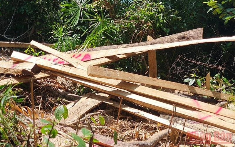 Hiện trường gỗ rừng tự nhiên ở huyện Bắc Trà My bị chặt phá.
