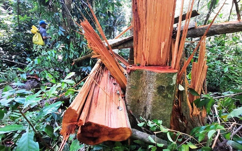 Hiện trường vụ phá rừng trái phép tại xã Trà Bui.