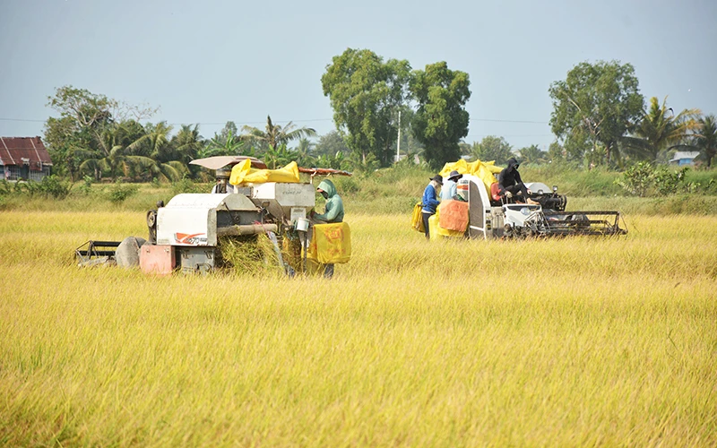 Kiên Giang phấn đấu vượt sản lượng lúa 4,5 triệu tấn trong năm 2021.