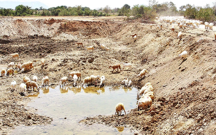 Nhiều chủ trang trại tại xã Phước Trung, huyện Bác Ái (Ninh Thuận) phải đào ao để lấy nước cho gia súc uống khi hạn hán kéo dài.