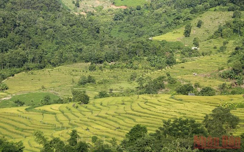Đầu tháng 10, ruộng bậc thang Tà Lèng chuyển màu vàng óng, uốn lượn khắp sườn núi Pú Phạ, xã Thanh Minh (TP Ðiện Biên Phủ, Điện Biên).