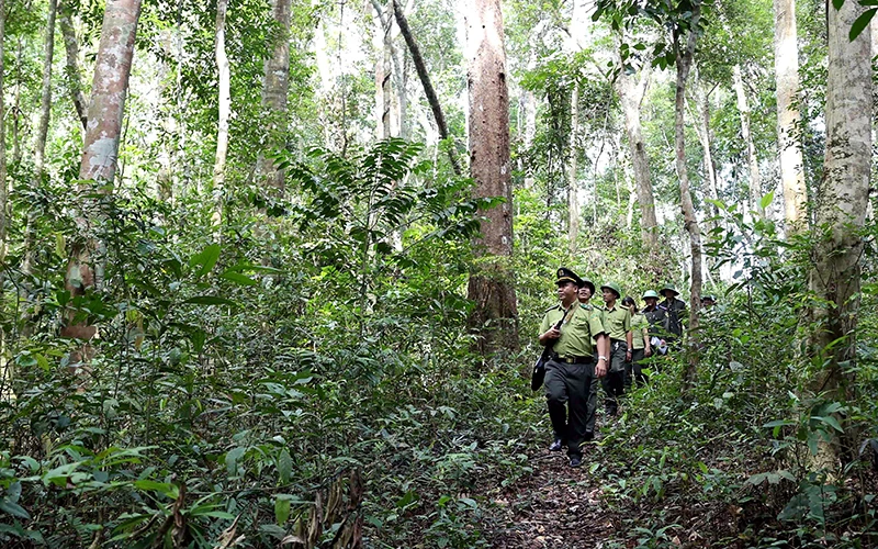 Lực lượng kiểm lâm phối hợp Ban Quản lý rừng và Công ty Lâm nghiệp trên địa bàn huyện Vĩnh Thạnh (Bình Định) tuần tra bảo vệ rừng nguyên sinh. Ảnh: Vũ Sinh 