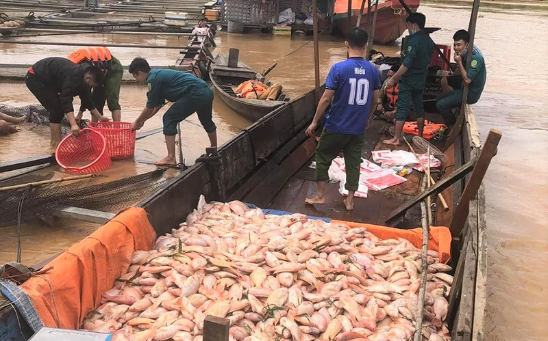 Lực lượng vũ trang địa phương hỗ trợ người dân vớt số cá chết trong bè.