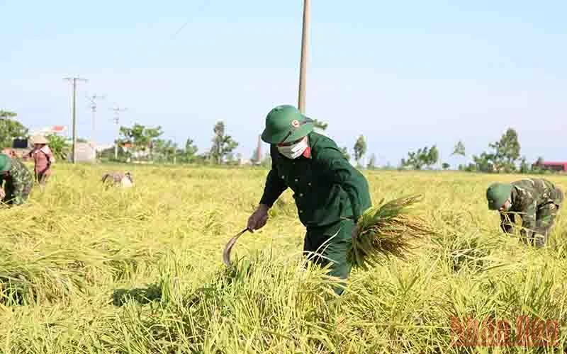 Cán bộ, chiến sĩ Ban chỉ huy Quân sự huyện Kiến Xương (tỉnh Thái Bình) xuống đồng gặt lúa giúp dân.