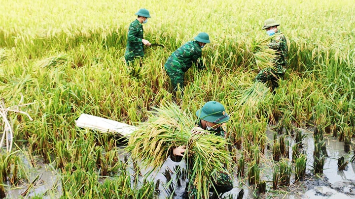 Bộ đội Biên phòng Nghệ An gặt lúa giúp dân chạy mưa bão số 5.