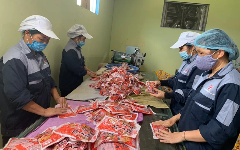 Đóng gói sản phẩm củ kiệu xuất khẩu sang Nhật Bản tại Công ty TNHH Việt Nam Misaki (Bắc Kạn). Ảnh: Tuấn Sơn