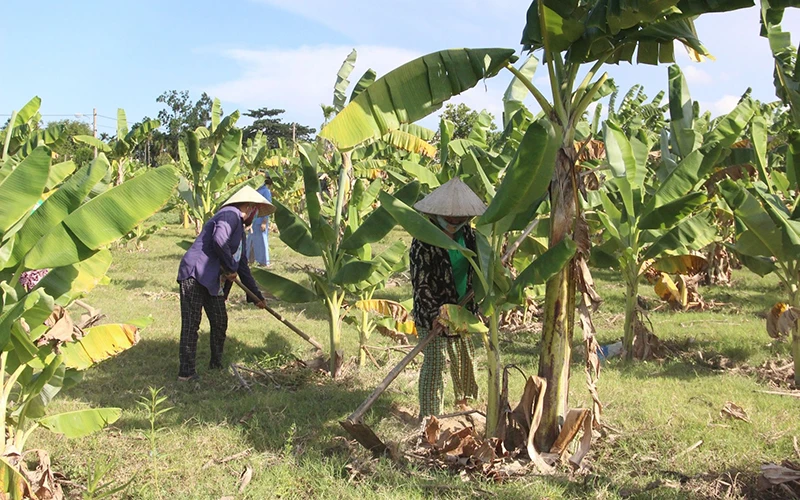 Mô hình “Trồng chuối lấy lá” của phụ nữ ở thôn Thái Lai (xã Hòa Nhơn, huyện Hòa Vang, TP Đà Nẵng) góp phần bảo vệ môi trường. Ảnh: Thanh Tâm