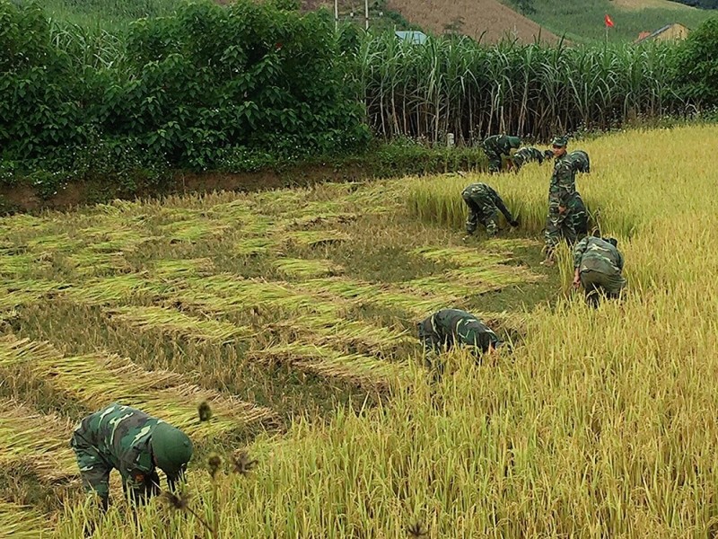 Cán bộ, chiến sĩ Đồn Biên phòng Phiêng Pằn giúp bà con gặt lúa.