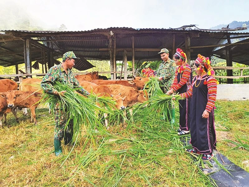 Bộ đội Biên phòng tỉnh Lai Châu hướng dẫn đồng bào La Hủ kỹ thuật chăn nuôi bò. (Nguồn: Báo Dân tộc và Phát triển)