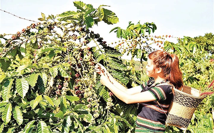 Người dân tỉnh Đắk Lắk chăm sóc cây cà-phê.