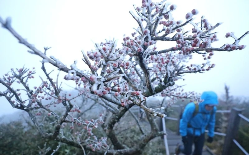 Sương giá xuất hiện ở núi Halla trên đảo Jeju, Hàn Quốc khi nhiệt độ giảm xuống gần 0 độ C trong sáng 17/10. (Ảnh: Yonhap)