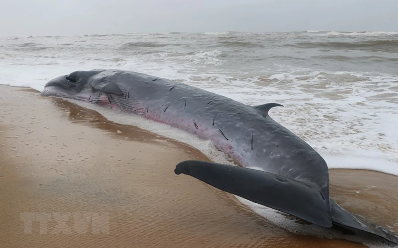 Con cá voi nặng khoảng 3 tấn, dài 10 m đã bị mắc cạn vào bờ ở cửa biển Tư Hiền.