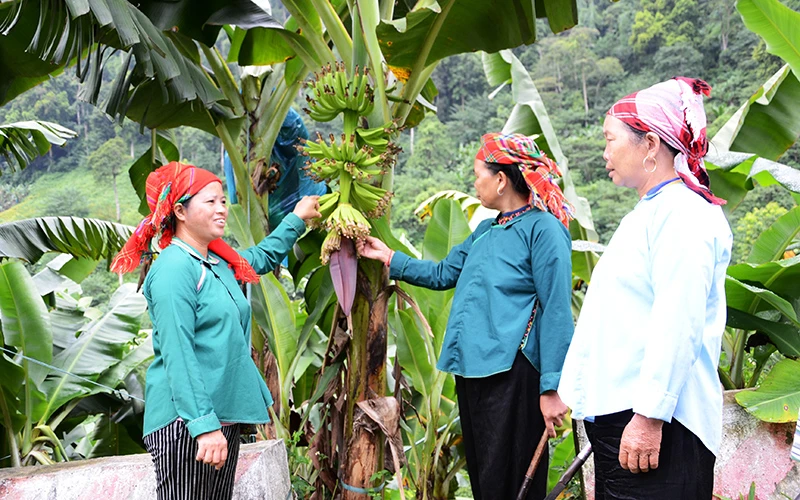 Phụ nữ thôn Sấn Pản, xã Nậm Chảy, huyện Mường Khương (Lào Cai) trồng chuối mô xuất khẩu.Ảnh minh họa: QUỐC HỒNG