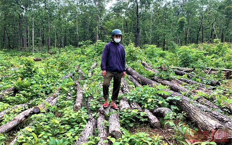 Bãi tập kết gỗ trái phép được phát hiện tại khoảnh 3, 4 Tiểu khu 462 thuộc đất rừng do Trung tâm Bảo tồn voi Đắk Lắk quản lý.