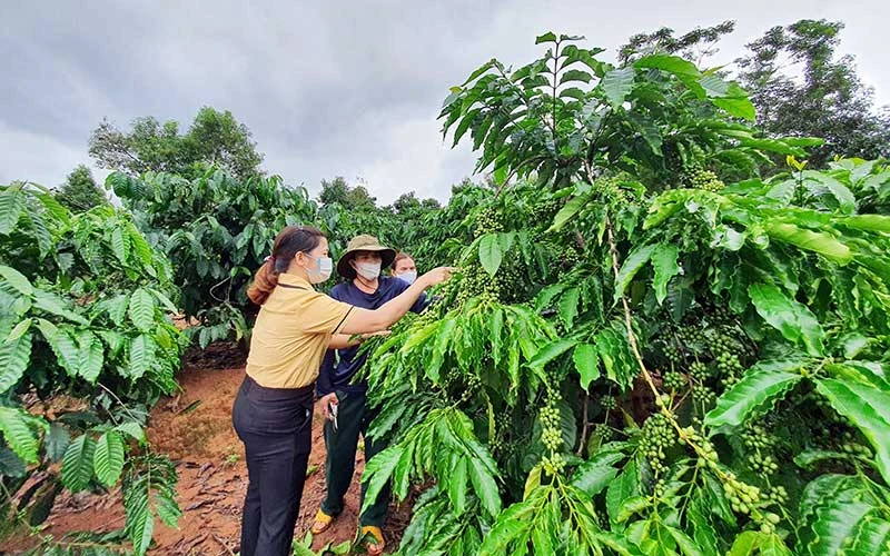 Cán bộ Phòng Lao động - Thương binh và Xã hội huyện Đắk Hà hướng dẫn người dân kỹ thuật chăm sóc cây cà-phê.