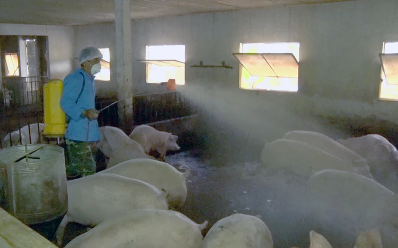 Người dân phun khử khuẩn chuồng chăn nuôi phòng, chống dịch tả lợn châu Phi.