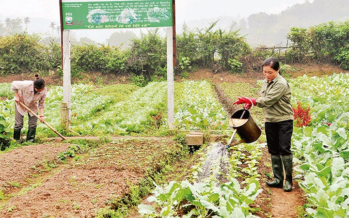 Sản xuất rau an toàn, hiệu quả kinh tế cao tại Hợp tác xã nông sản hữu cơ Lương Sơn (Hòa Bình). Ảnh: THU CÚC