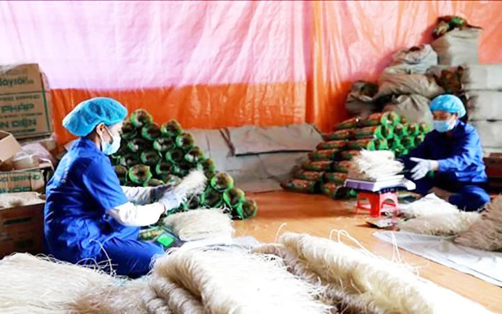 Đóng gói sản phẩm miến dong tại xưởng sản xuất của HTX Tài Hoan (Bắc Kạn). Ảnh: VĂN SINH