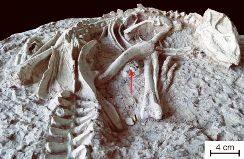Bộ xương gần như hoàn chỉnh của một loại khủng long ăn thịt được tìm thấy ở tỉnh Liêu Ninh, Trung Quốc. (Ảnh minh họa. Nguồn: sci-news.com)