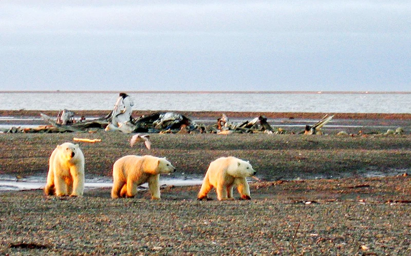 EU cam kết thúc đẩy phát triển bền vững tại Bắc Cực. Ảnh REUTERS