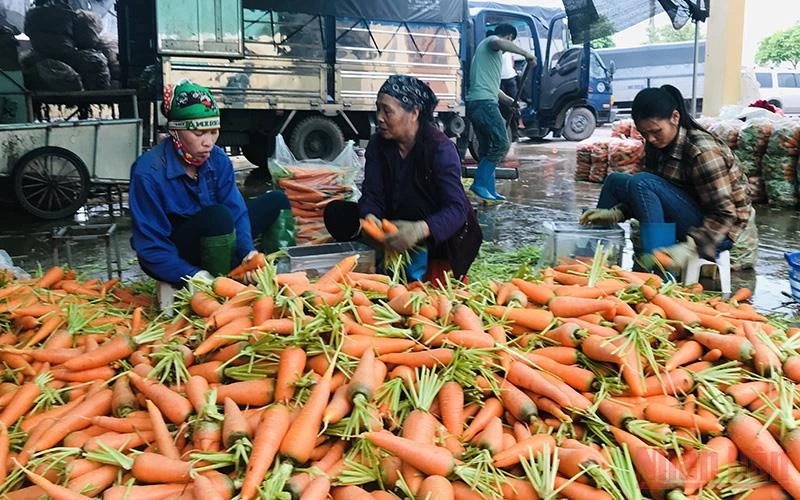 Thu hoạch cà rốt ở xã Nhân Huệ, thành phố Chí Linh, tỉnh Hải Dương.