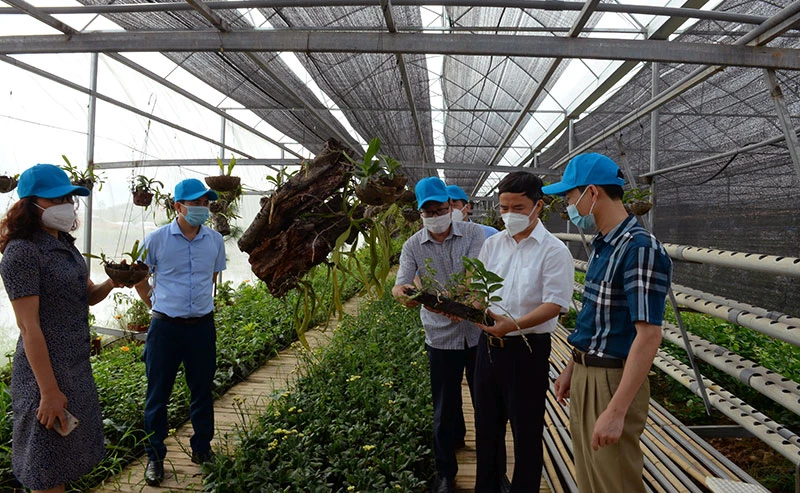 Lãnh đạo Sở Nông nghiệp và Phát triển nông thôn tỉnh Bắc Giang thăm mô hình tại xã Dĩnh Trì, TP Bắc Giang. Ảnh: Thế Ðại 