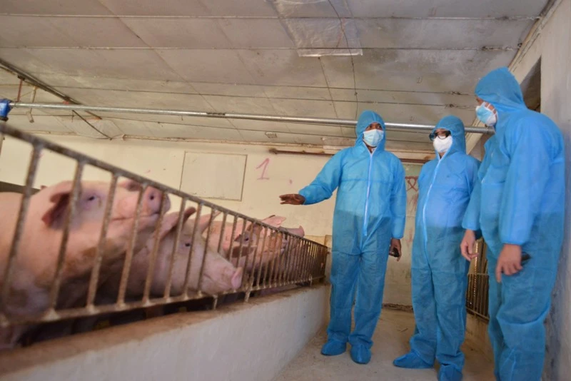 Bộ trưởng Lê Minh Hoan (giữa) thăm trang trại chăn nuôi lợn thịt của HTX chăn nuôi Hoàng Long.