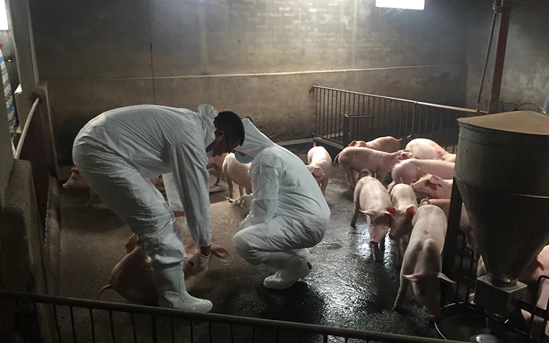 Lực lượng thú y ở Thái Bình tiêu hủy lợn mắc bệnh dịch tả lợn châu Phi.