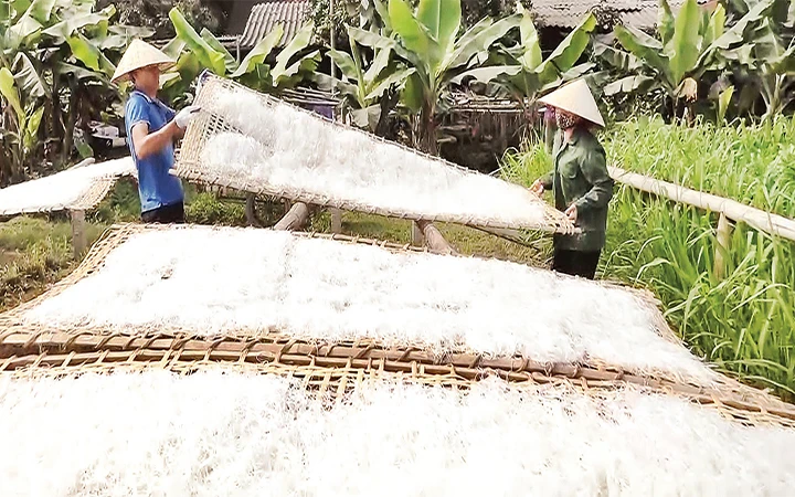 Sản xuất miến dong tại xã Minh Quang (Ba Vì) mang lại thu nhập khá cho người dân. Ảnh: LÊ THU