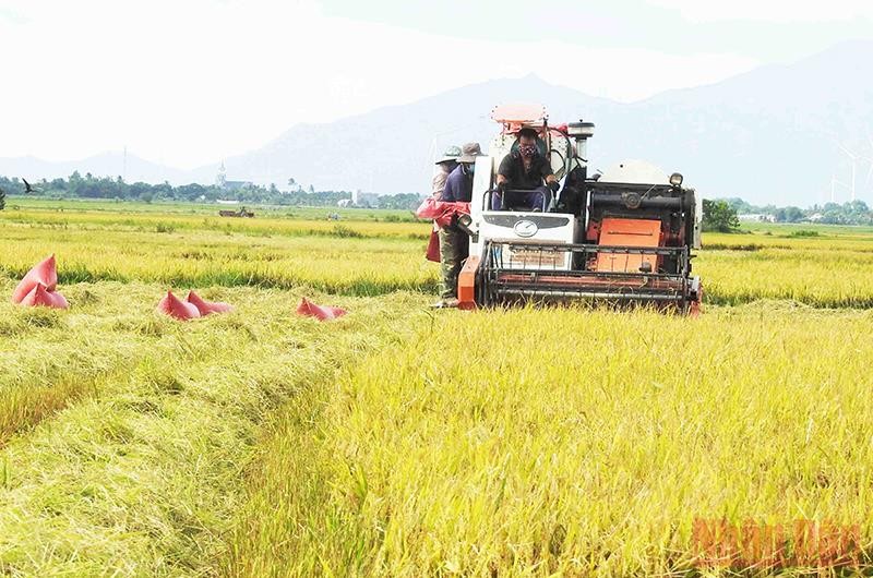 Bà con nông dân tỉnh Ninh Thuận thu hoạch lúa. (Ảnh: Nguyễn Trung)