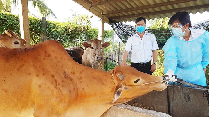 Cán bộ thú y huyện Gò Công Tây (tỉnh Tiền Giang) kiểm tra bệnh trên đàn bò.
