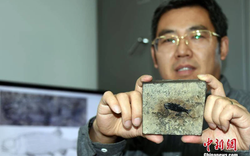 Nhà nghiên cứu Từ Quang Huy và mảnh hóa thạch cá sứt môi vảy sườn. (Ảnh: Chinanews)