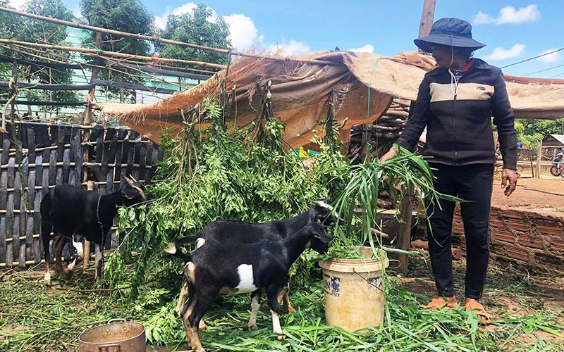 Bà Srắt (làng Hrel, thị trấn Kon Dơng, huyện Mang Yang) chăm sóc đàn dê của gia đình.