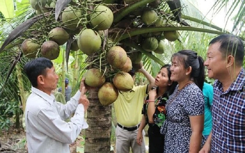 Dừa sáp. (Ảnh: TTXVN)