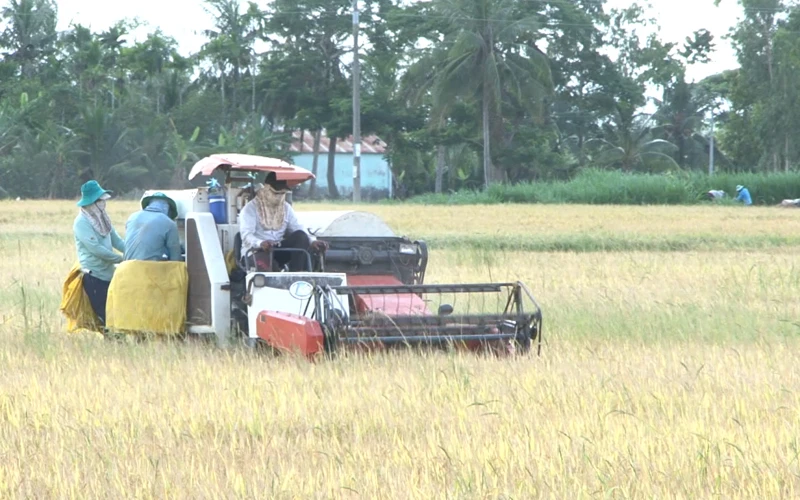 Nhân dân tỉnh Sóc Trăng thu hoạch lúa cao sản tại cánh đồng lớn.