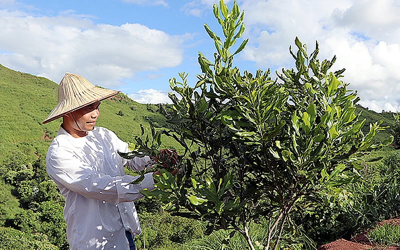 Công nhân Công ty cổ phần Đầu tư và Phát triển mắc ca Tây Bắc chăm sóc cây mắc ca trên địa bàn huyện Mường Nhé (Điện Biên). Ảnh: VĂN TÂM