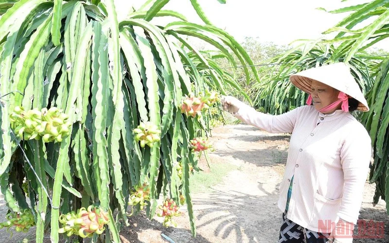 Bà con nông dân tỉnh Tiền Giang chăm sóc cây thanh long. 