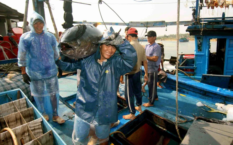 Vận chuyển cá ngừ đại dương tại cảng cá Tam Quan, thị trấn Tam Quan Bắc, thị xã Hoài Nhơn, tỉnh Bình Định. (Ảnh: Vũ Sinh/TTXVN)