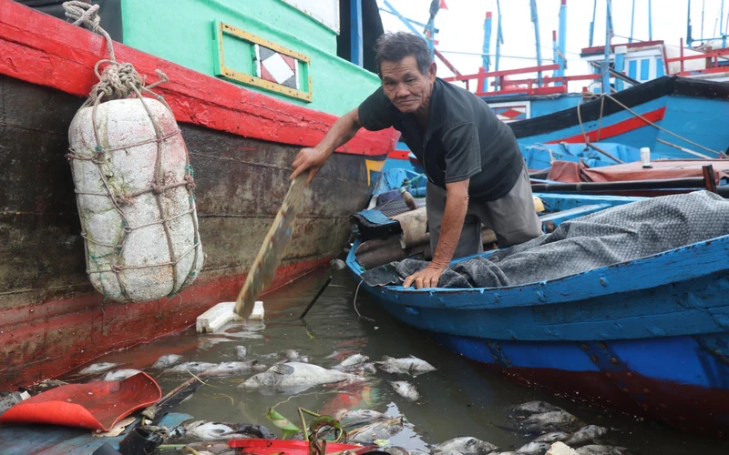 Cá mú chết trôi dạt đầy sông Lễ Thịnh, thuộc thôn Phú Lương, xã An Ninh Đông, huyện Tuy An, Phú Yên.