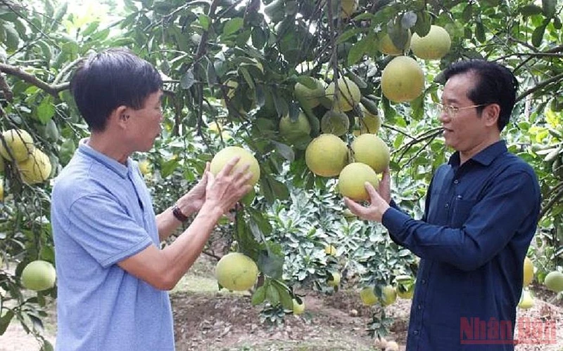 Nông dân xã Đồng Thanh, huyện Kim Động trồng cam, bưởi cho thu nhập từ 250 triệu đồng đến 350 triệu đồng/ ha/ năm. (Ảnh: HÀ GIANG)