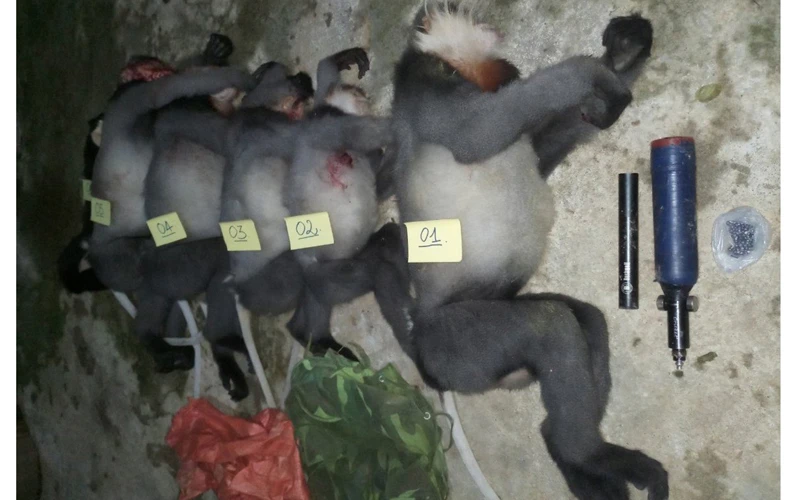 Tang vật 5 cá thể động vật nghi voọc chà vá chân xám bị bắn chết. (Ảnh: Hạt Kiểm lâm huyện Ba Tơ cung cấp). 
