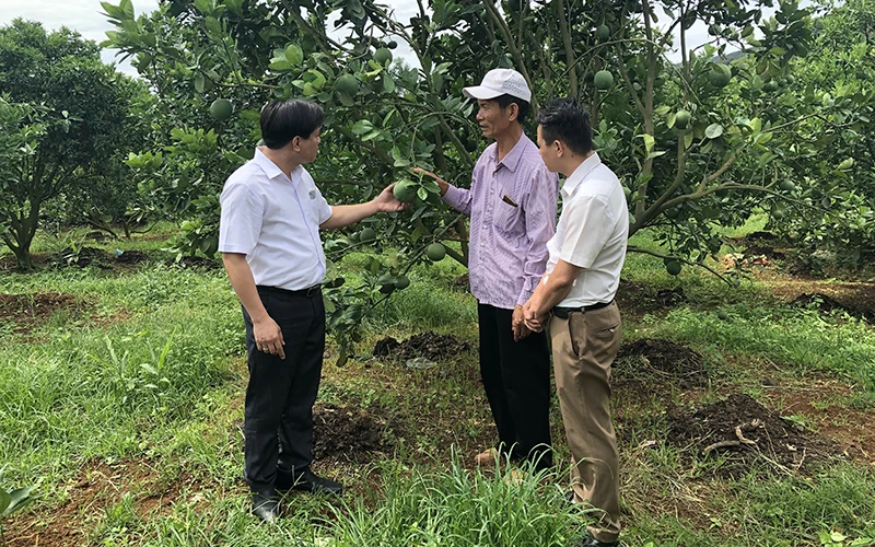 Mô hình trồng cây ăn quả mang lại thu nhập cao ở Sơn La.