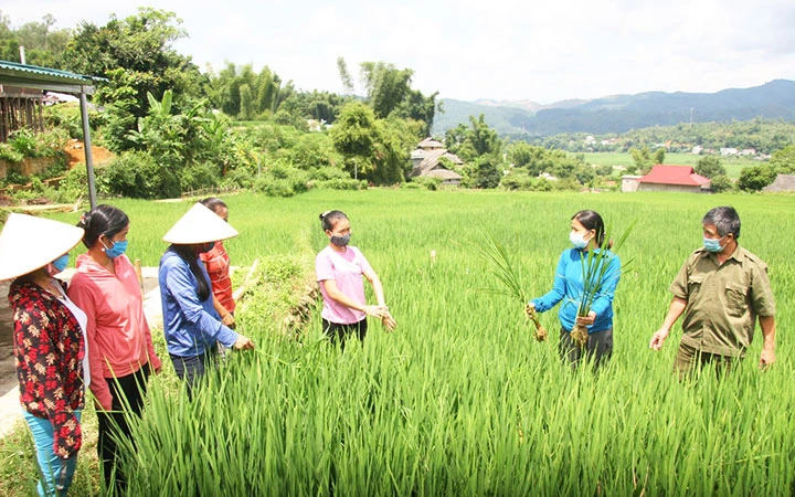 Vùng sản xuất lúa hàng hóa chất lượng cao xã Hua Nà (huyện Than Uyên, tỉnh Lai Châu) tạo việc làm cho nhiều người dân địa phương. Ảnh: TRẦN TUẤN