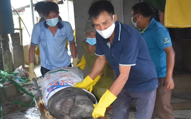 Lực lượng chức năng xã Thanh Yên, huyện Điện Biên (tỉnh Điện Biên) tiêu hủy lợn bị mắc bệnh dịch tả lợn châu Phi tại địa bàn.