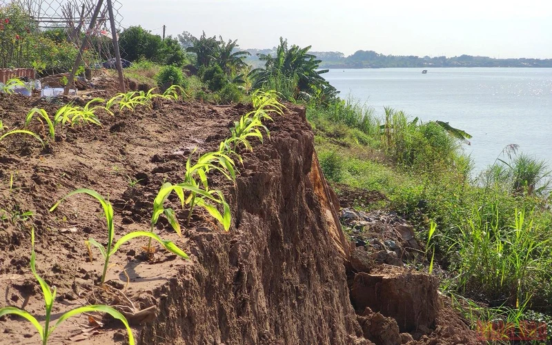 Thôn Sơn Hô, xã Văn Đức, huyện Gia Lâm (Hà Nội) xuất hiện nhiều đoạn sạt lở lớn tại bờ bãi sông Hồng. (Ảnh: Minh Duy)
