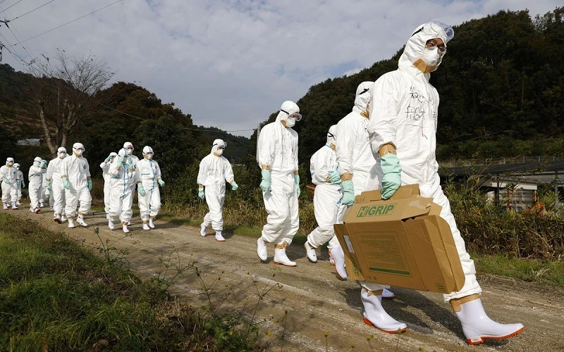 Các quan chức đến khảo sát một trang trại nghi là ổ dịch cúm gia cầm ở miền tây Nhật Bản năm 2020. (Ảnh: Reuters)