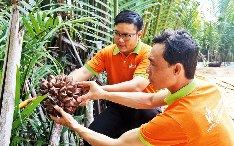Anh Phan Minh Tiến (người đeo kính) kiểm tra trái dừa nước trước khi thu hoạch. (Ảnh nhân vật cung cấp)